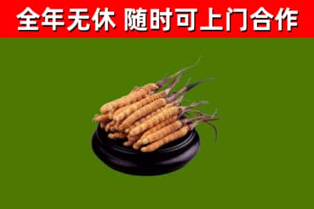北票市回收散虫草