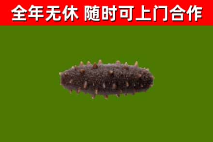 北票市回收海参干